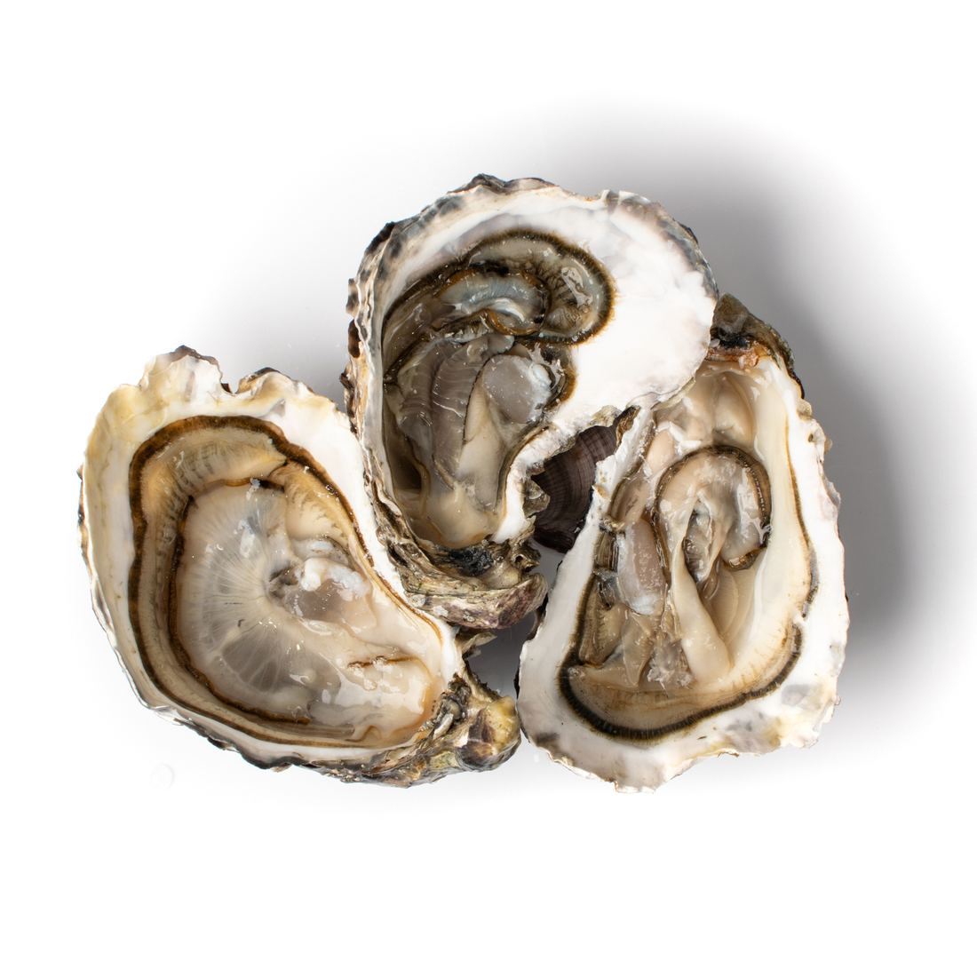 Air-flown Live French Alienor Speciale Oysters thumbnail 2