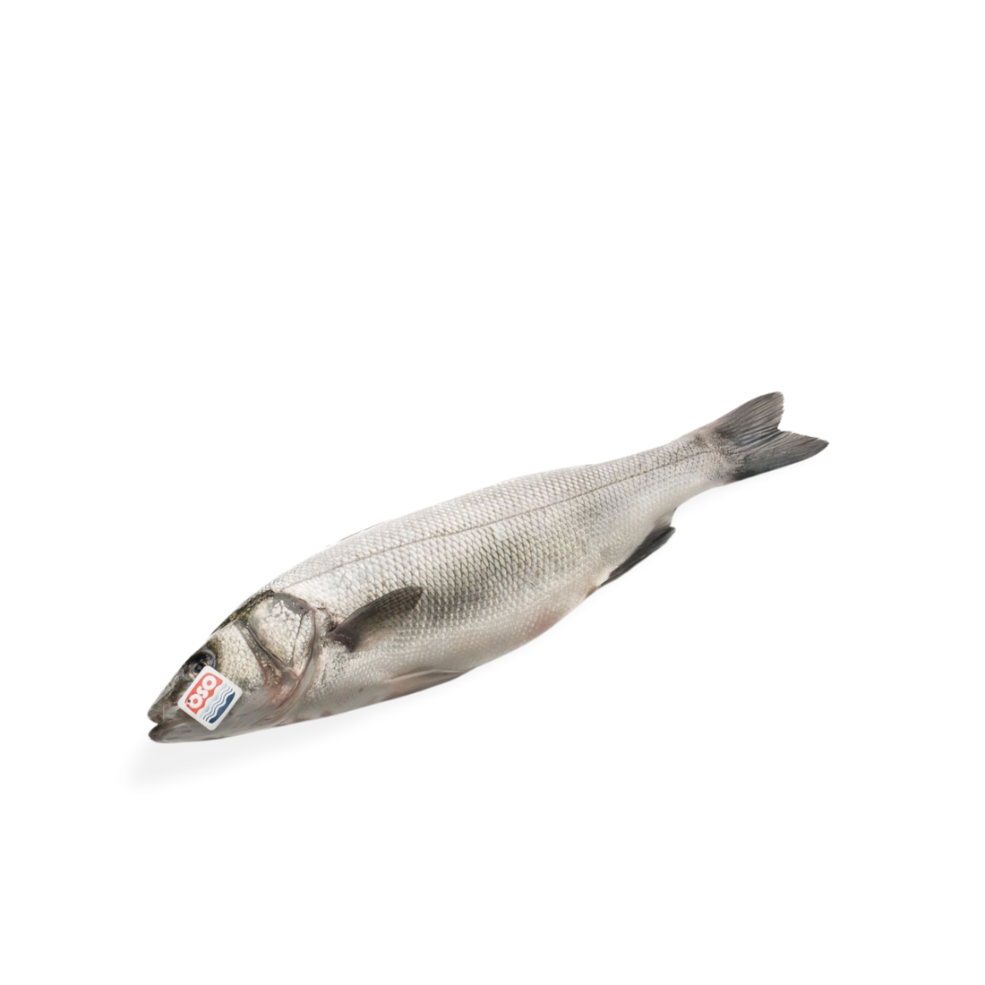 Organic Fresh Seabass from Corinthian Gulf 1