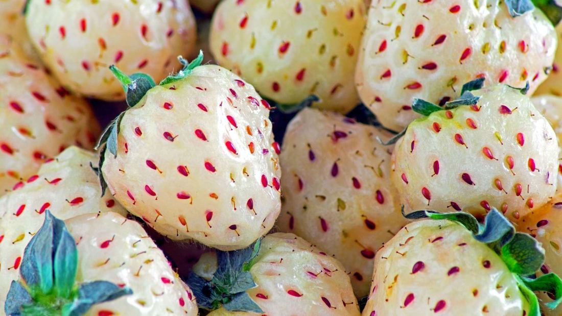 Beekers Berries Pineberries ( White Strawberries ) thumbnail 3