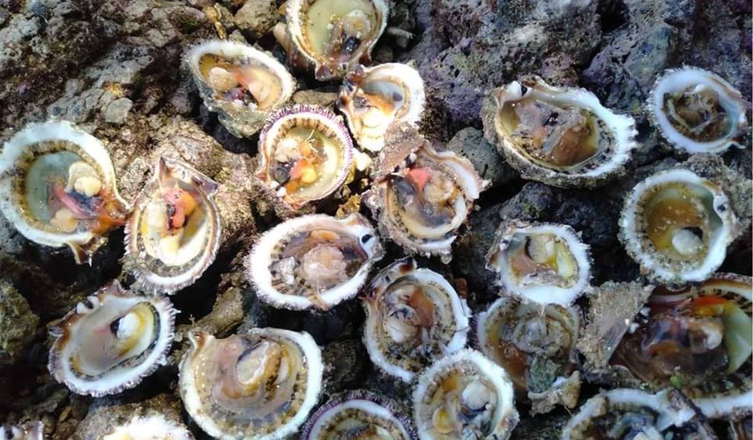 Tikod amo is the Kamayo language name for an edible oyster species, a species of marine bivalve mollusk that is found in the coastal waters of Lianga Bay in Barobo Surigao del Sur in the Philippines.