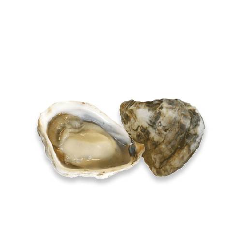 Live Kusshi Oysters