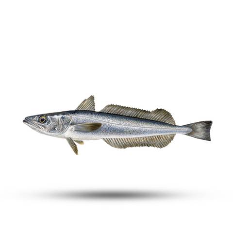 Fresh Hake / Merlu from France