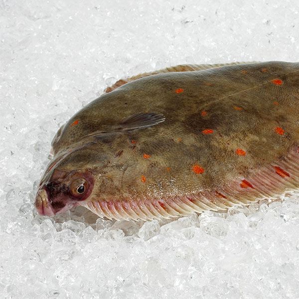 Fresh Plaice / Carrelet from France thumbnail 2