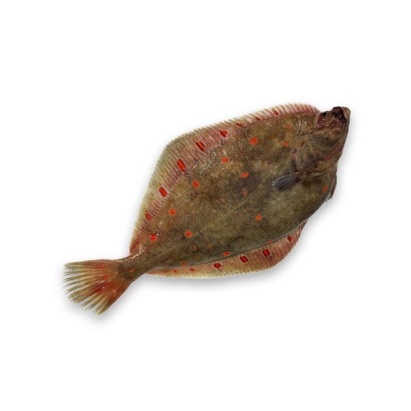 Fresh Plaice / Carrelet from France 1