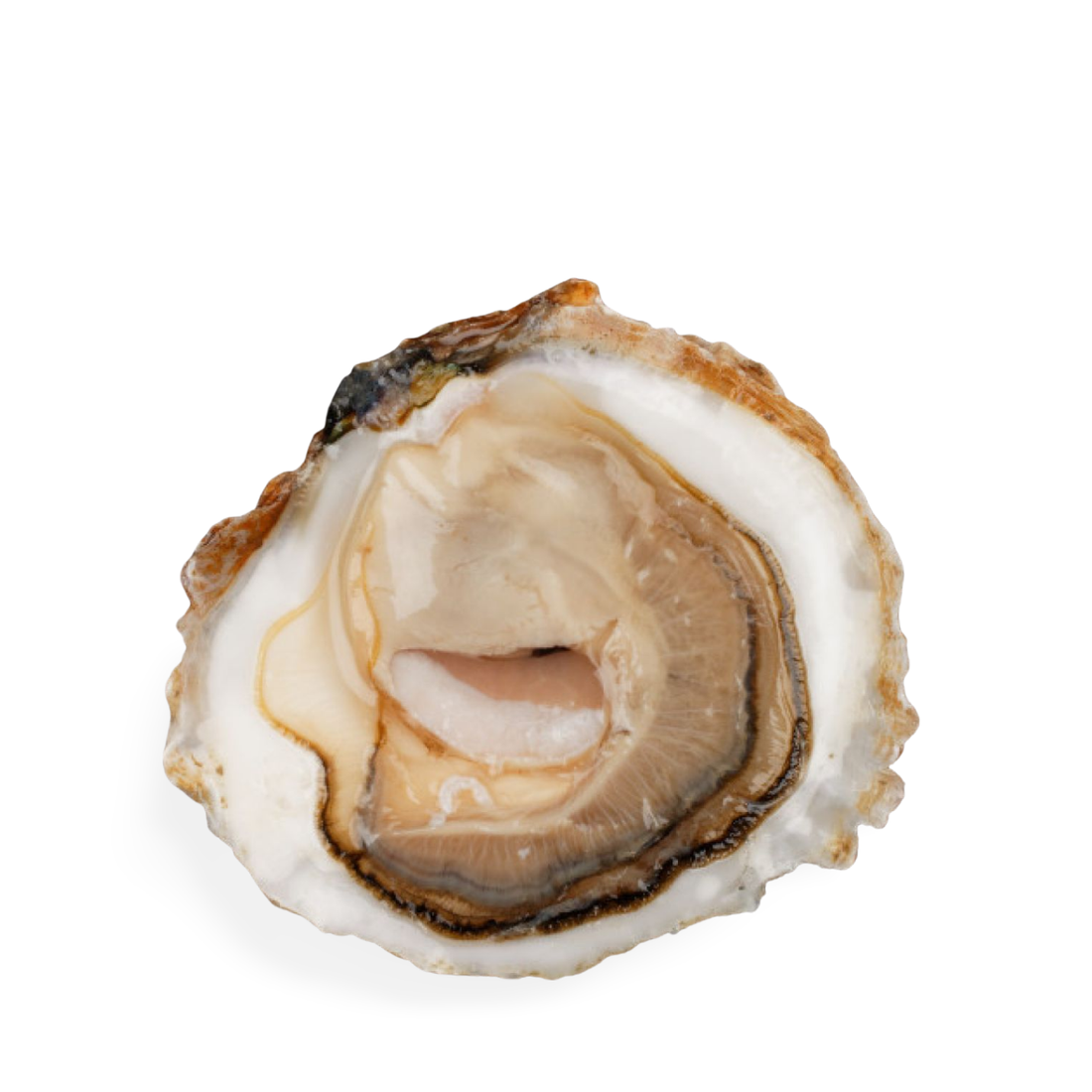 La 1930 Flat Oysters 1