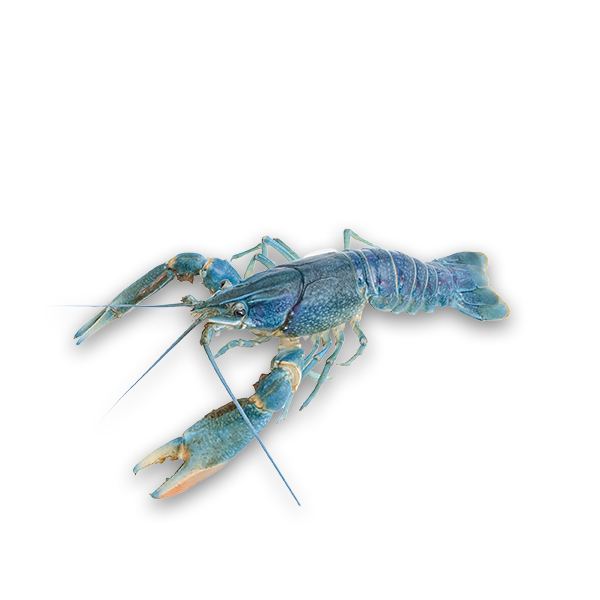 Fresh Crayfish (Écrevisse Vivante) 1